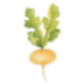 Pearl Onion