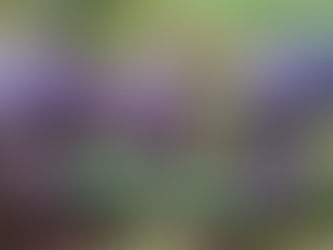 Mitternachtspilze auf Waldboden