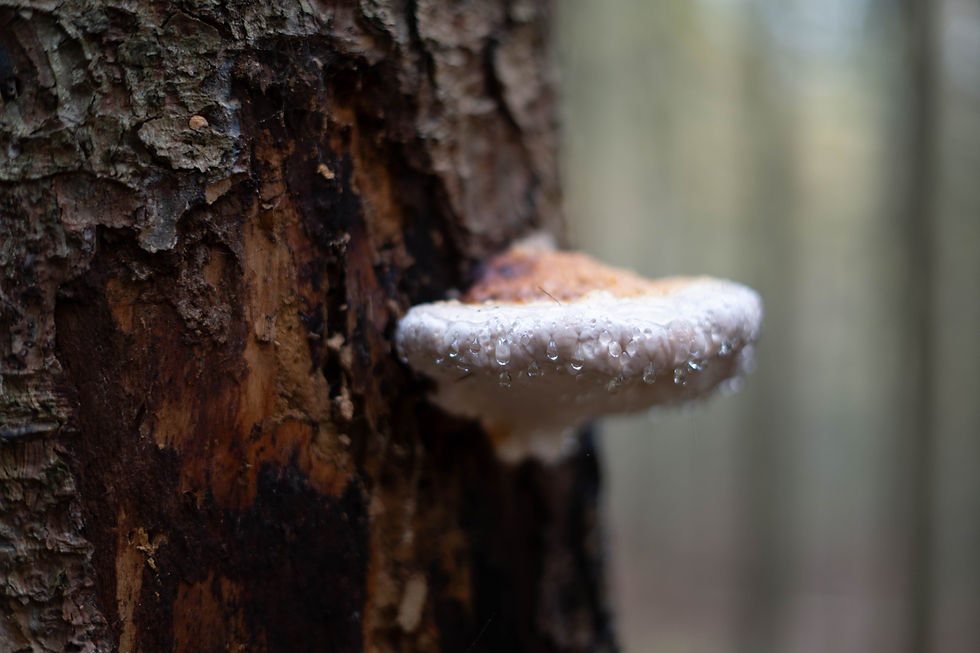 Gutationstropfen an Baumpilz