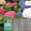 Thumbnail: Hydrangea Flower Colour Enhancers & the MAGIC Kit
