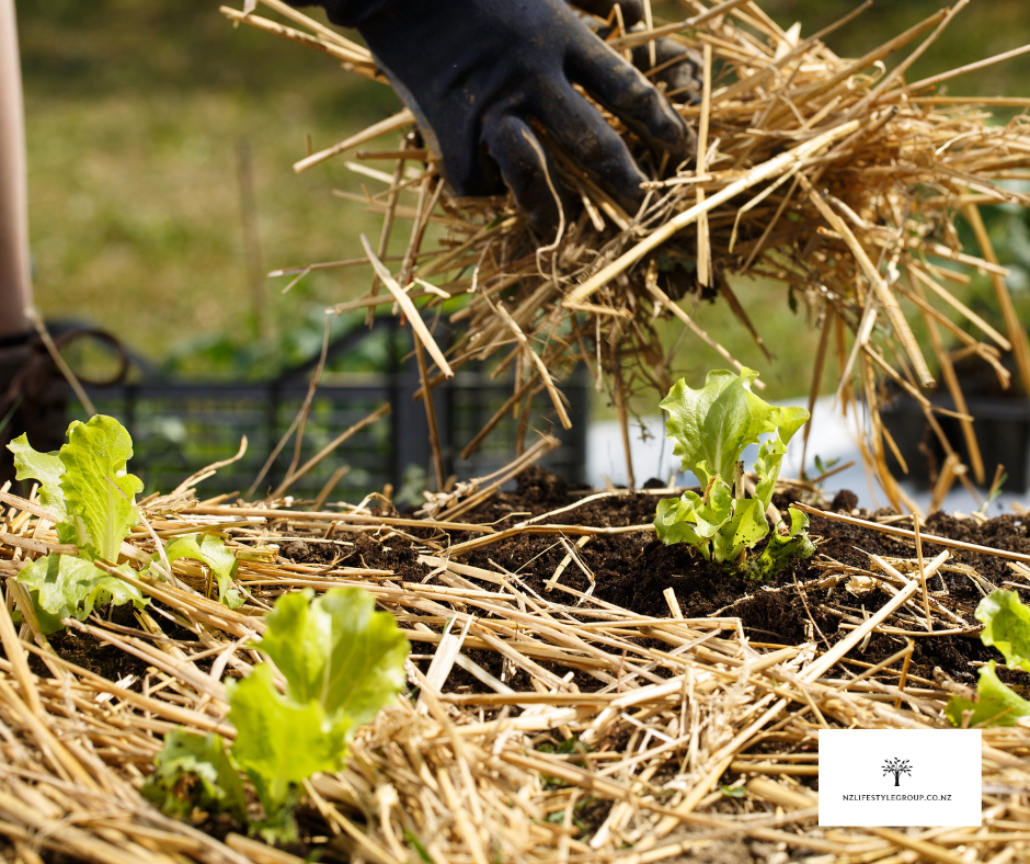 Thumbnail: Pea Straw Mulch