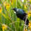 Thumbnail: Native Plant Fertiliser