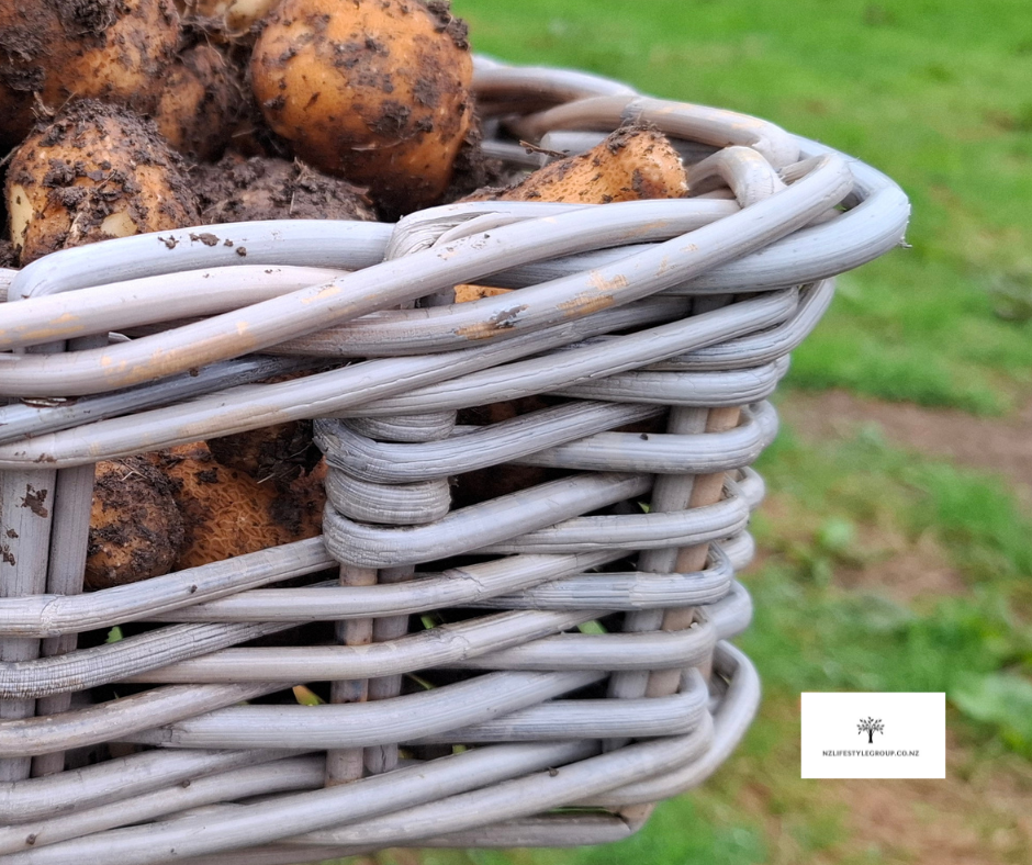 Thumbnail: Potato Harvest & Storage Baskets