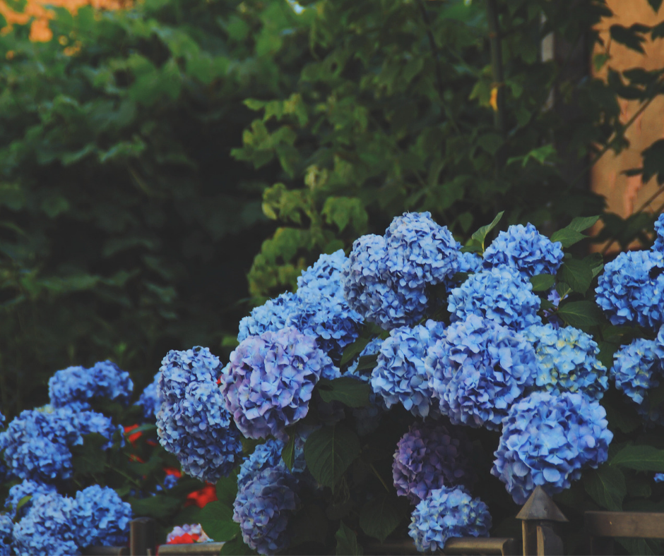 Thumbnail: HYDRACOLOUR Hydrangea Flower Colour Enhancers