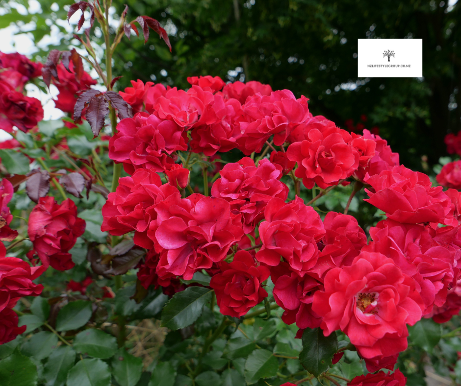 Thumbnail: ROSEFUEL Rose Fertiliser