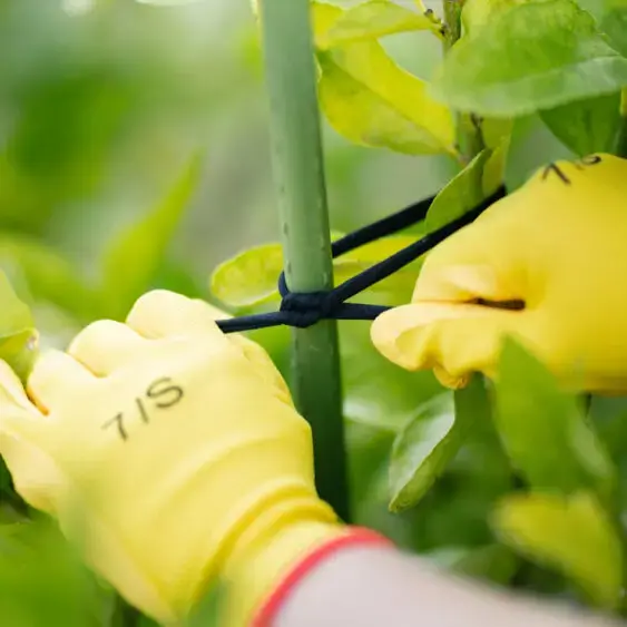 Thumbnail: FRUITFLEX Fruit Tree Tie - Eco-Friendly Plant Support