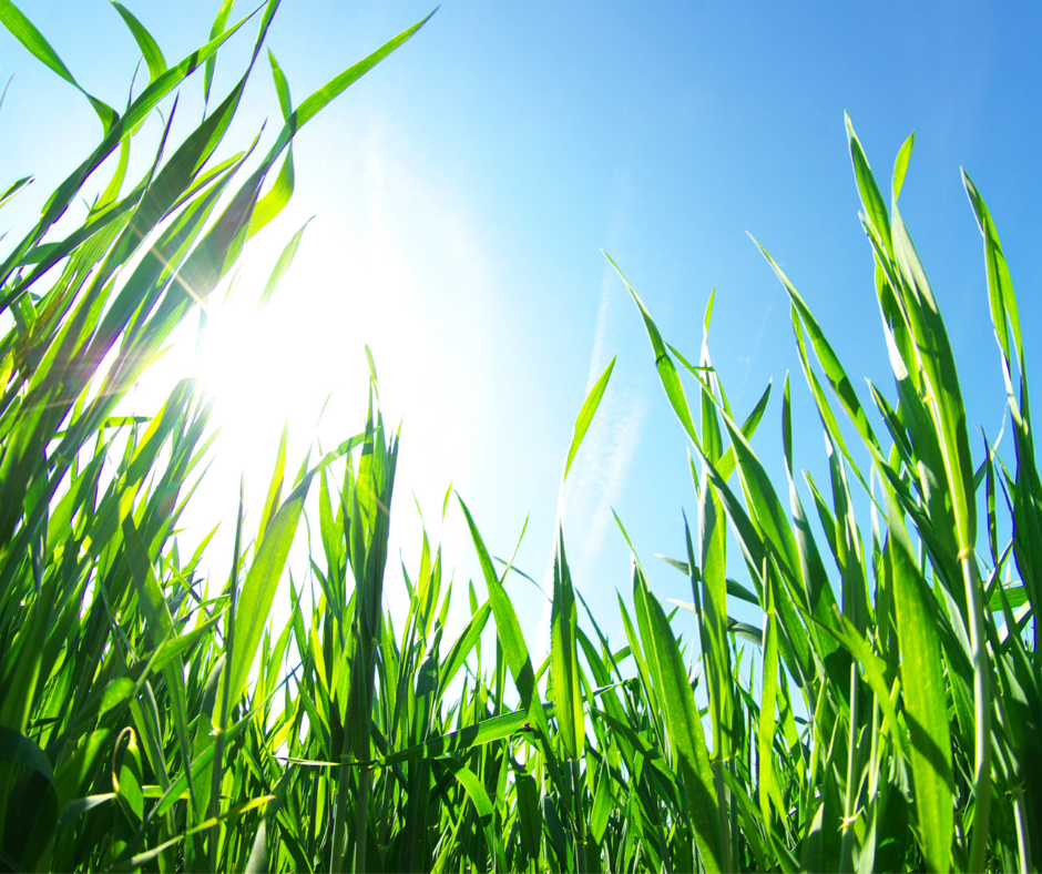 Thumbnail: Lawn Launch Fertiliser - new lawns