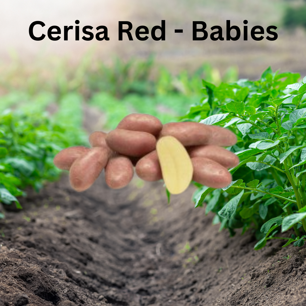 CERISA RED Certified Baby Seed Potatoes - Gourmet Red Skin Favourite