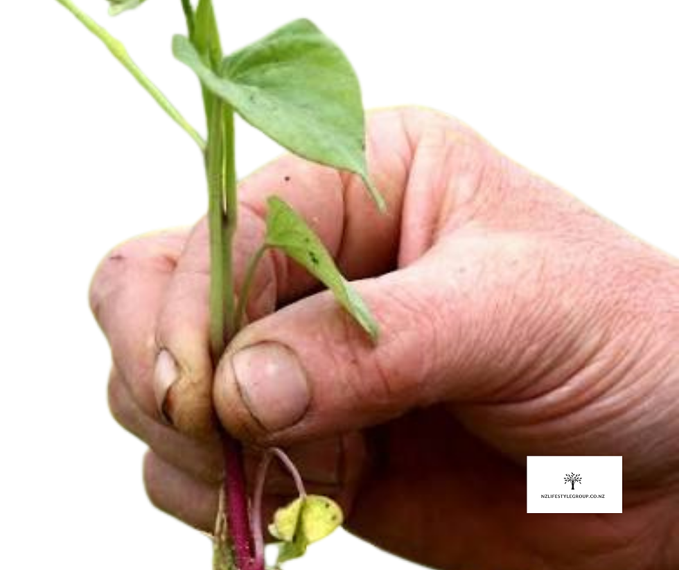 Thumbnail: RED KUMARA PLANTS - A Kiwi Favourite!
