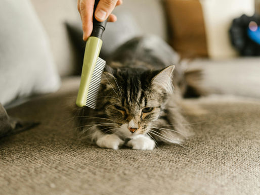 Cum îți înveți pisica să accepte periatul