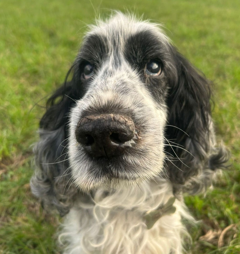 Is Robin Hoods Bay Dog Friendly this is Blue our cocker spaniel showing that it is dog friendly