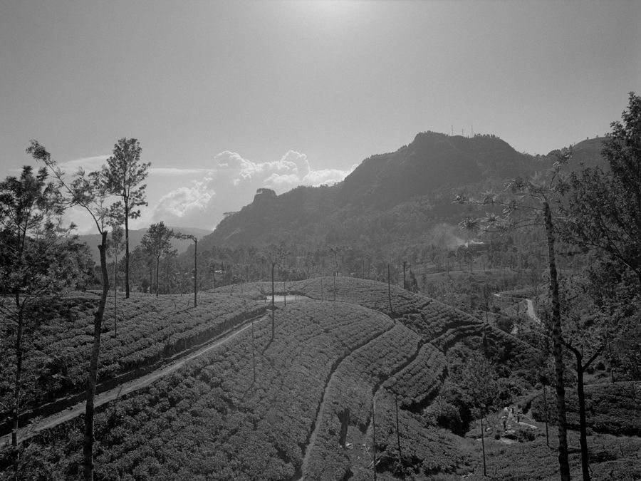 Tea Plantation