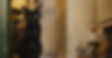 Black Stray Cat in the Souq Waqif alley_by Patrick Ouziel.jpg