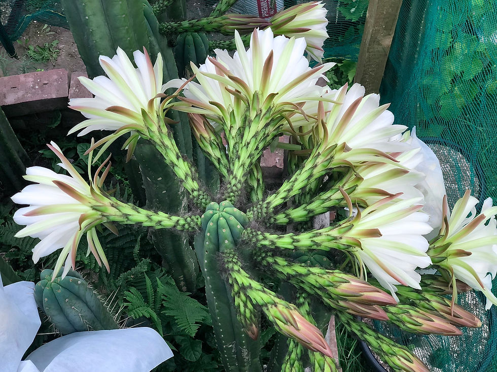 Thumbnail: Huachuma (San Pedro) ~ Unprickle