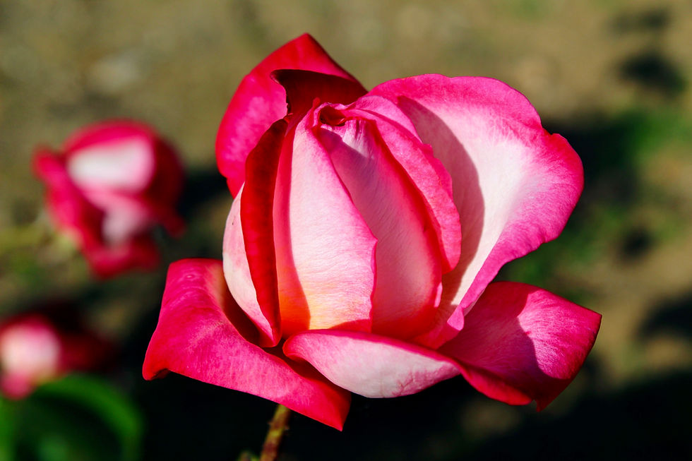 Thumbnail: Rose ~ Throne of Mary