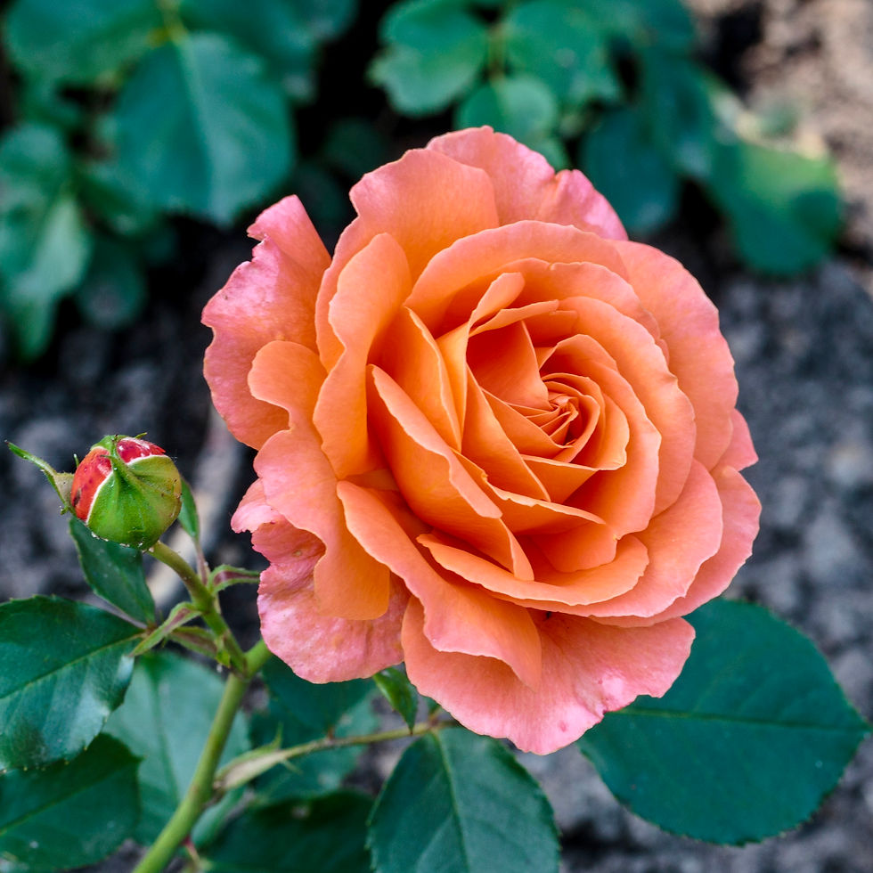 Thumbnail: Rose ~ Throne of Mary