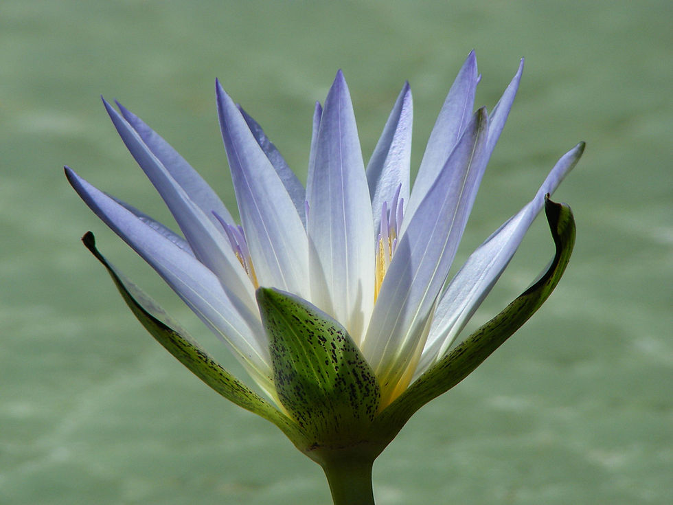 Thumbnail: Blue Lotus ~ Elegant and Regal