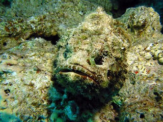 peixe pedra 2