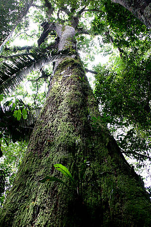Castanheira-do-Brasil_(Bertholletia_excelsa),_na_reserva_extrativista_Riozinho_do_Anfrísio,_Altamira,_Pará,_Brasil.
