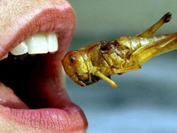 Entomofagia: você sabe o que é?