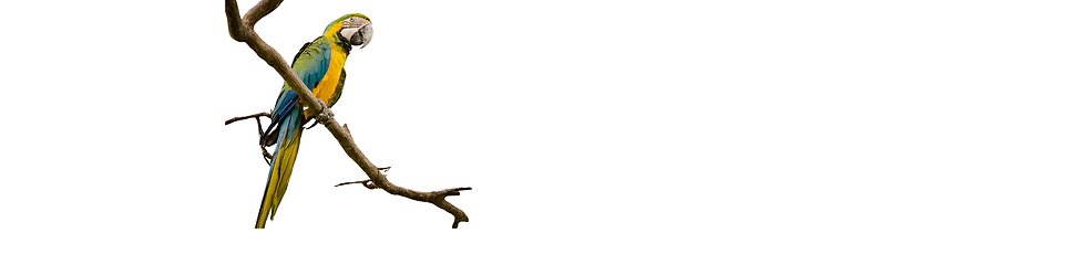banner arrara.png