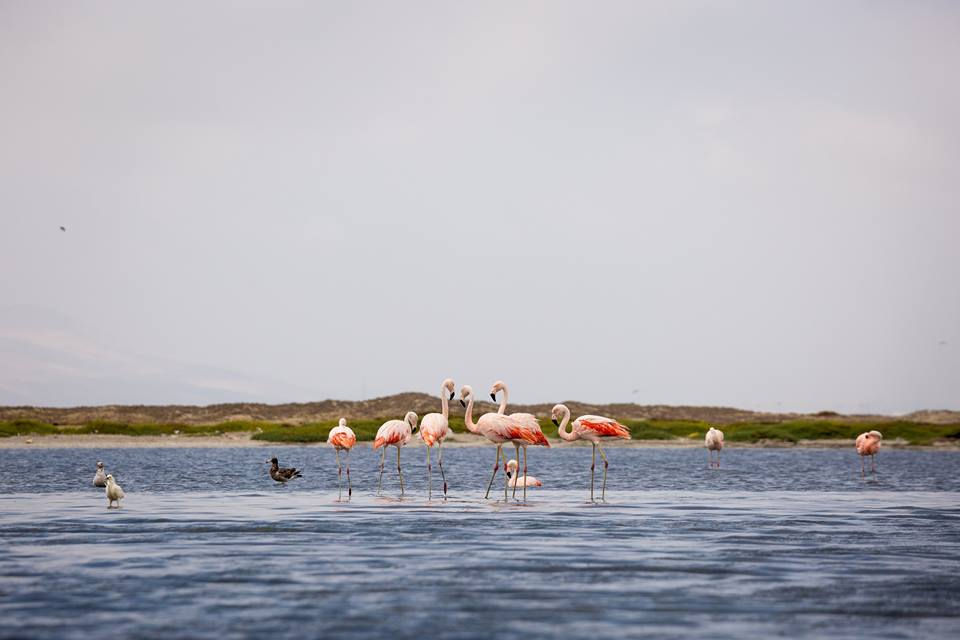 Playa Aguas Frías - Nuevo Chimbote
