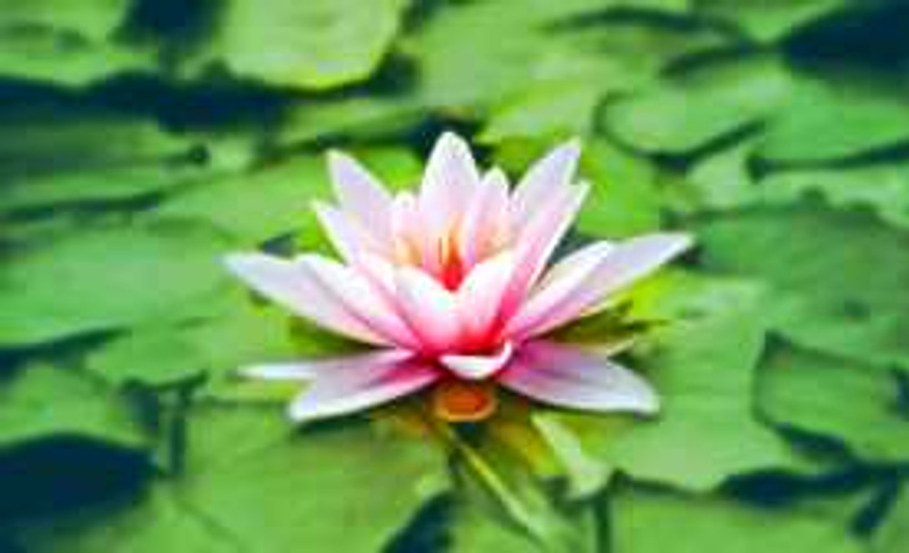 waterlily-pink-water-lily-water-plant-158465