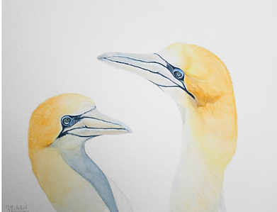 Pair of Gannets, admiring each other, The Love in your Eyes