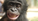 Bonobos taster, Grain Media