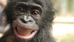Bonobos taster, Grain Media