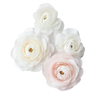 mt2704_white_ranunculus_roses_and_one_powder_pink_ranunculus__e6a7c69b-0dd5-4408-92a9-dc09