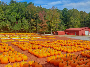 Pumpkin patch at Burt's in Dawsonville