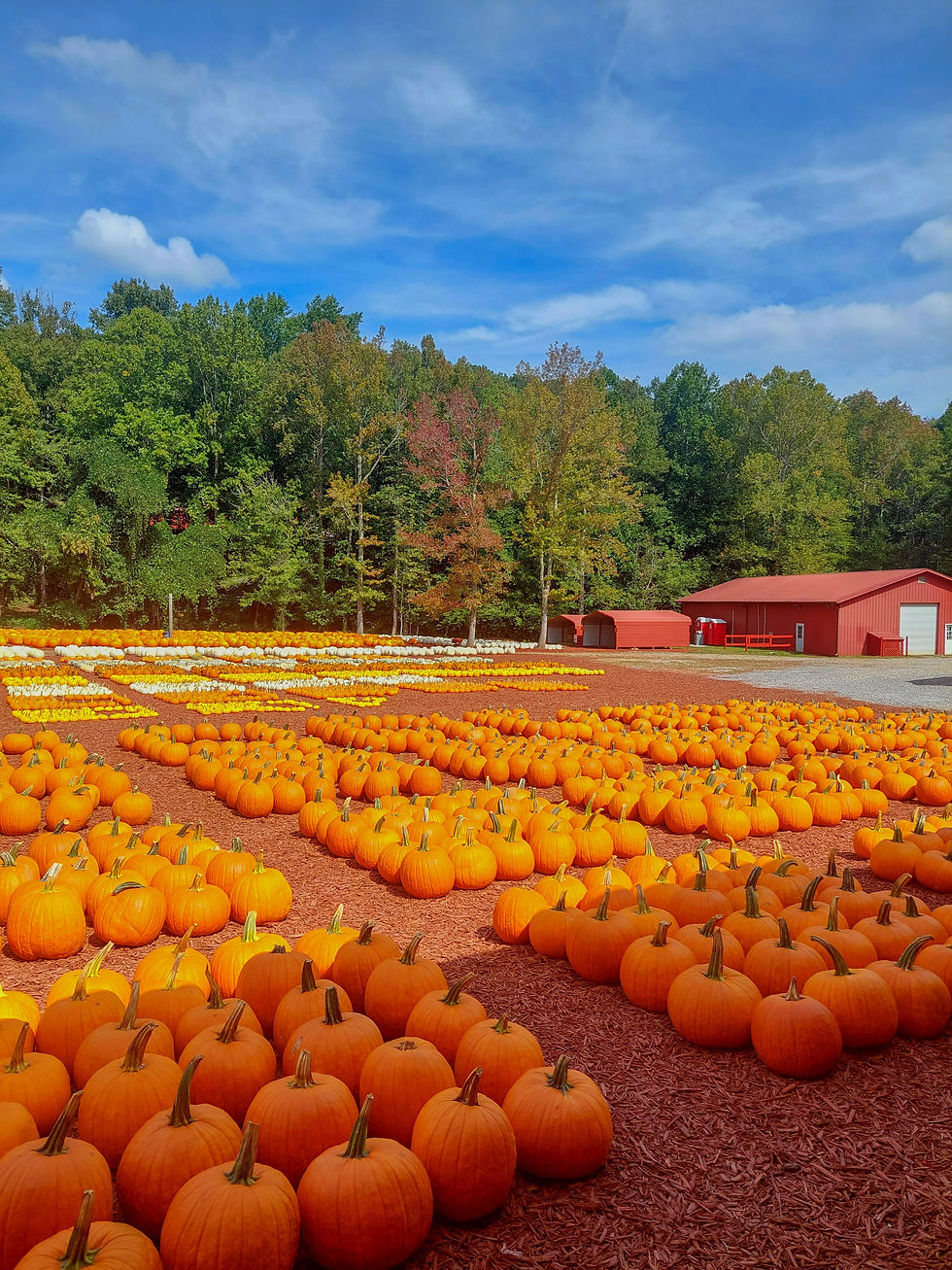 Pumpkin patch at Burt's in Dawsonville