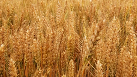 Chinas Ernährungssicherheit im Kontext des Ukraine-Kriegs