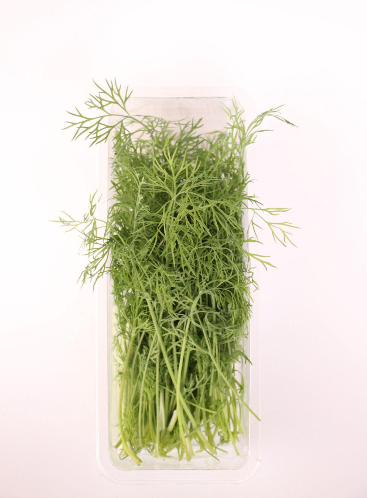 בסדרת התבלינים-שמיר - Dill