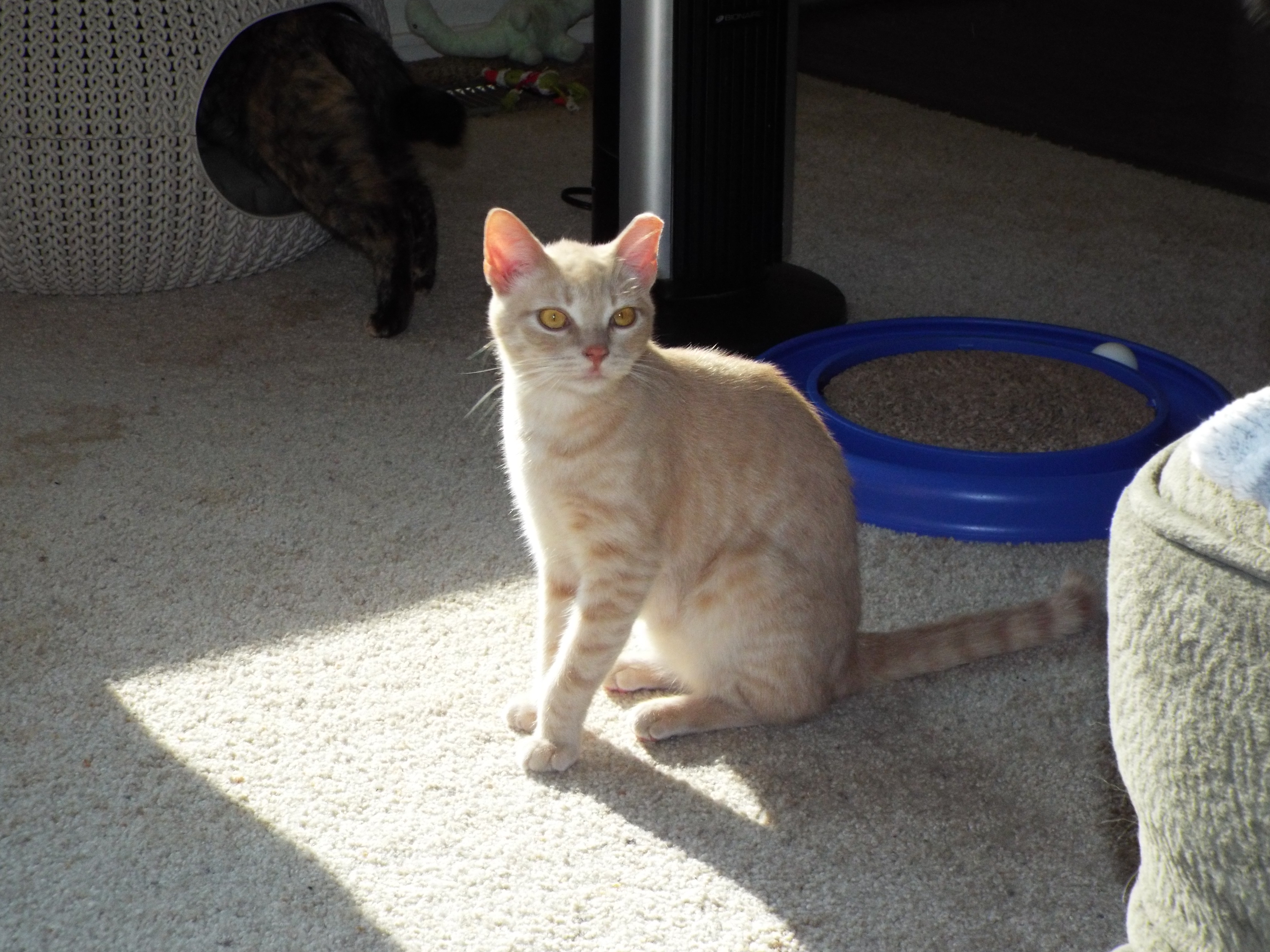 Barn Cat's