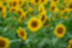 In the Light of the Sun
