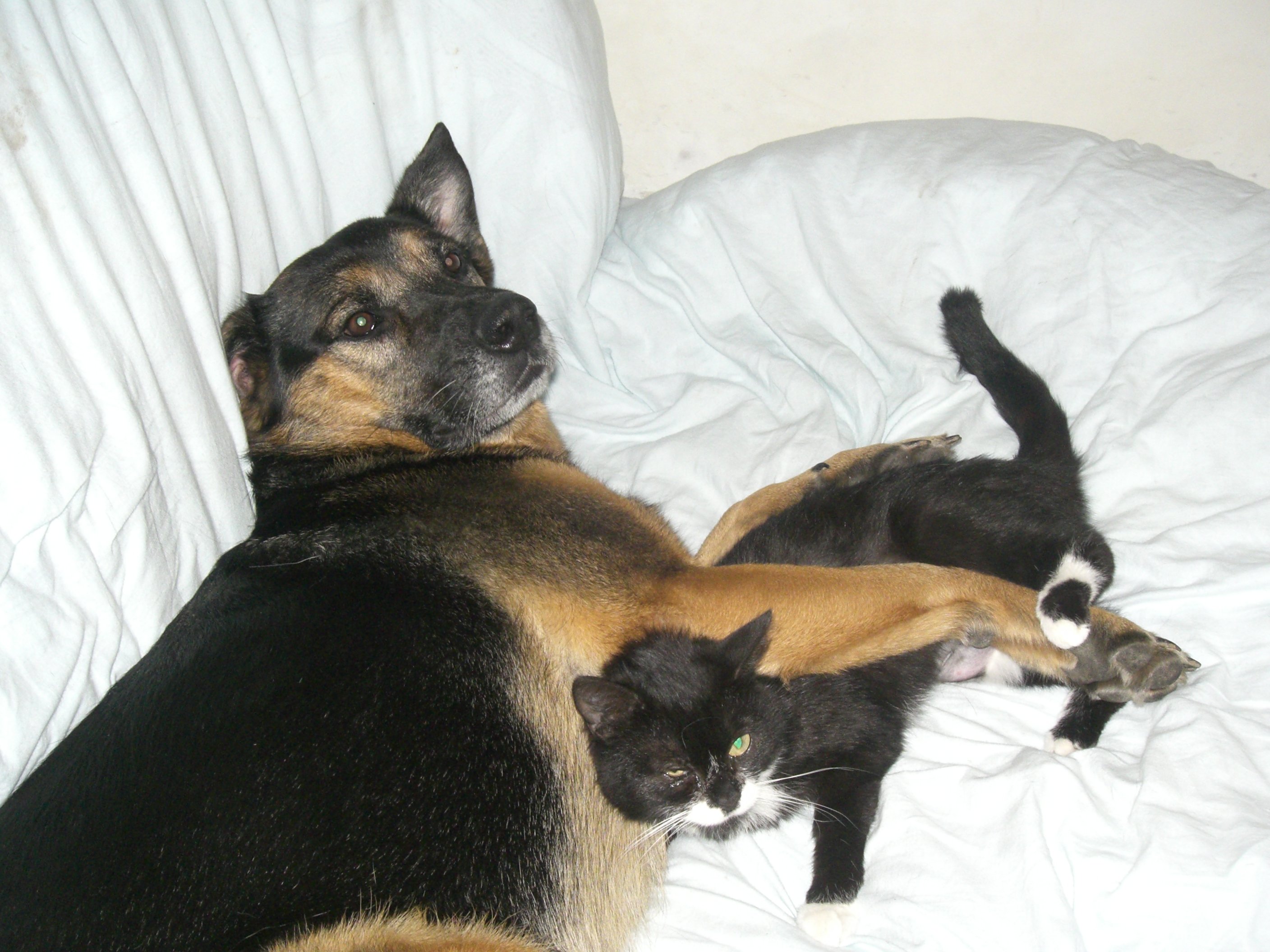 Lilou & Cali (malade)