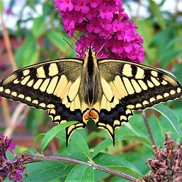 Schwalbenschwanz (Schmetterling im Garten)