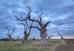 Mundon Oaks Cloudy 3