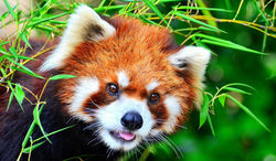 Red Panda 7