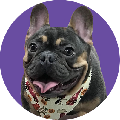 french bulldog grooming picture.png