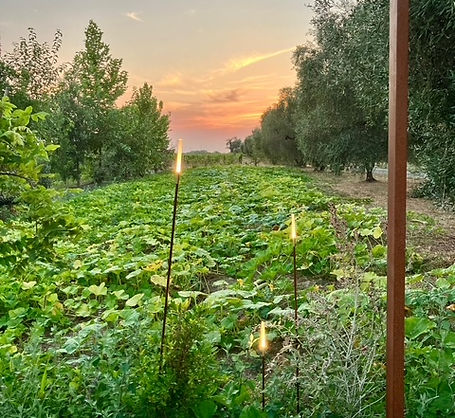 Farm to Table Dining in Tuscany