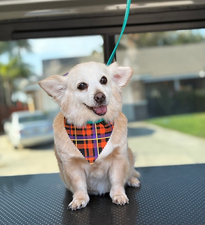 Smiling dog with bandana sits. Coat & Tail Grooming services in Corona, CA.