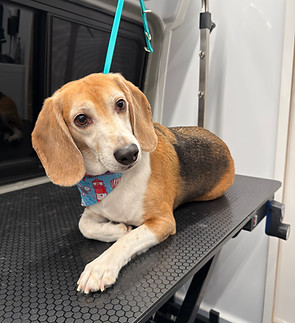 Beagle on grooming table, dog collar, interior, Mobile Dog Grooming Services Corona CA.