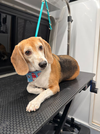Beagle dog is on the table, Coat & Tail Grooming, Mobile Dog Grooming Corona CA.