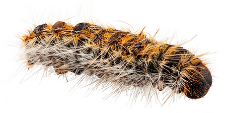 ecoprocess processionaria do pinheiro