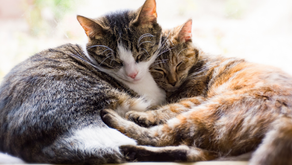 cuddling kitties