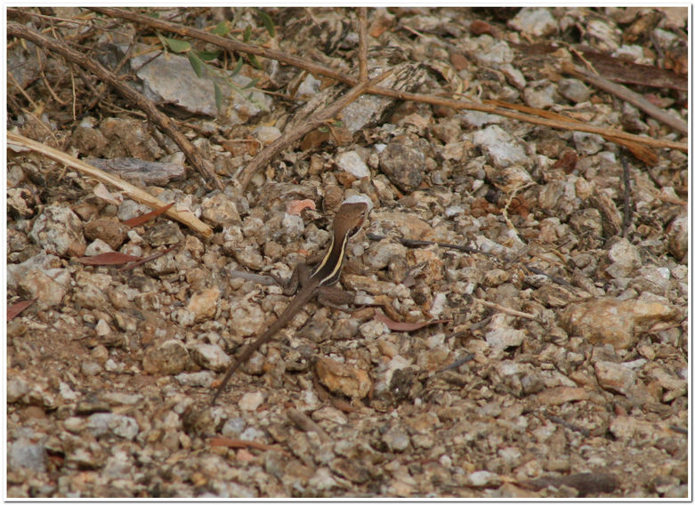 Lophognathus gilberti - Alice Springs - Territoire du Nord