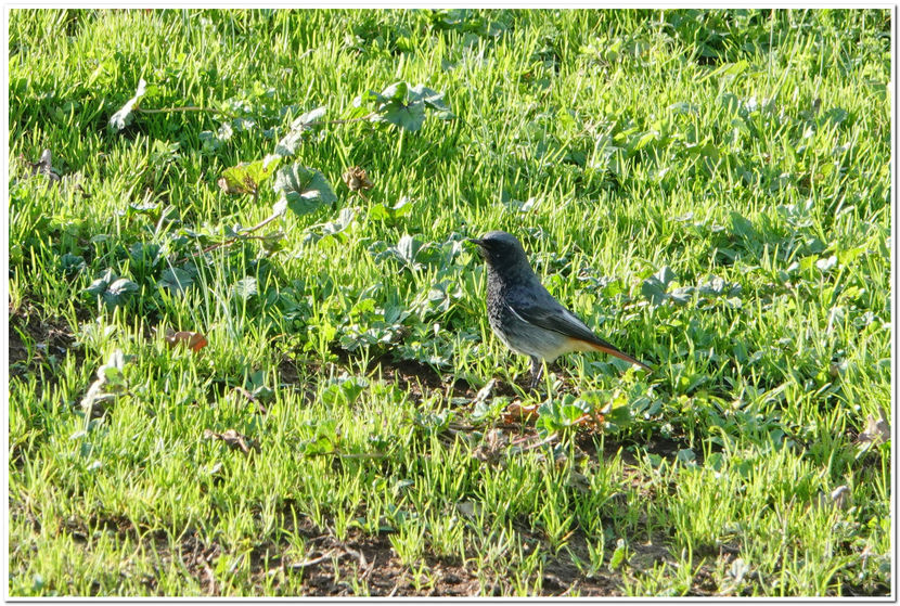 Rougequeue noir - Golf de l'Académie - Valescure - Var